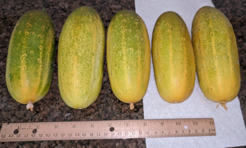 小黃瓜變黃能吃嗎？解析原因、風險與安全食用全指南