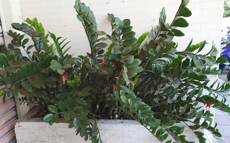 發財樹品種 發財樹品種