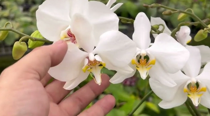 蘭花料理 蘭花料理