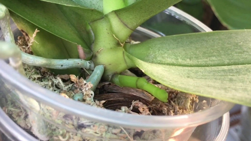 蝴蝶蘭花後照顧 蝴蝶蘭花後照顧