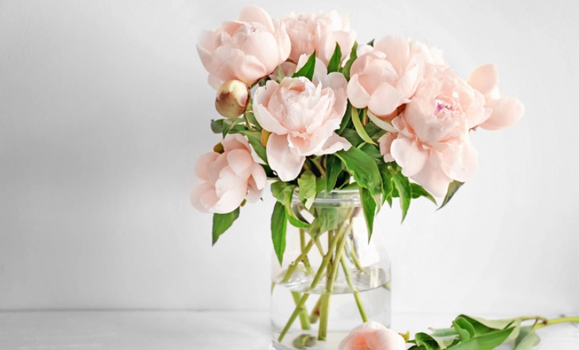 鮮花保鮮劑 推薦