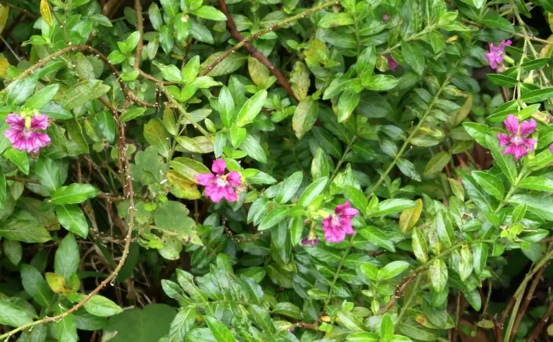 雪茄花枯萎急救