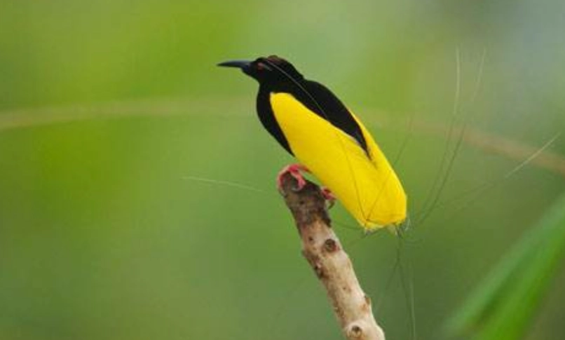 極樂鳥生態 極樂鳥生態