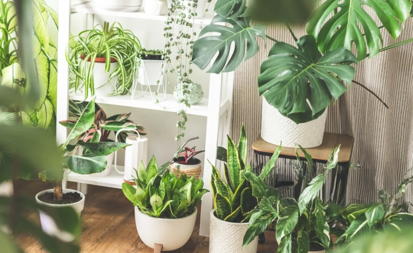 空氣淨化植物推薦