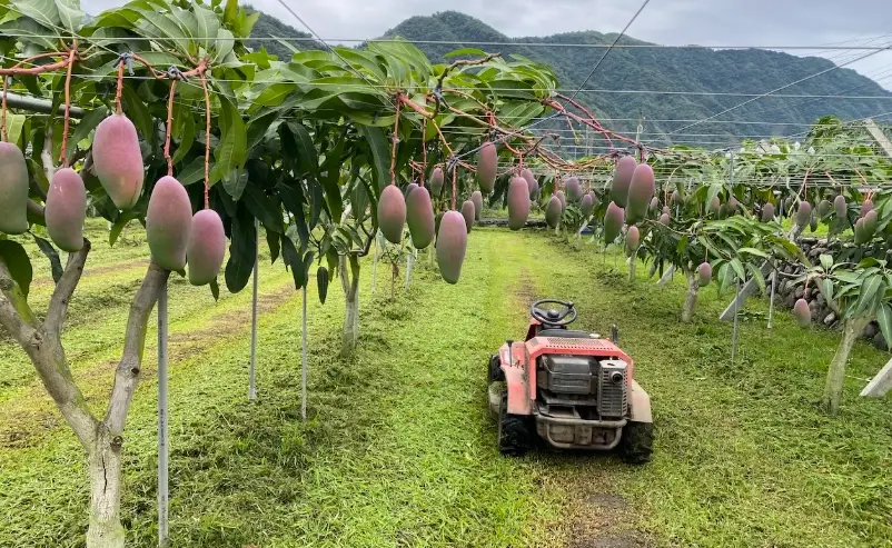 芒果種植 台灣
