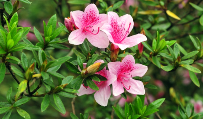 家中對貓有毒的植物