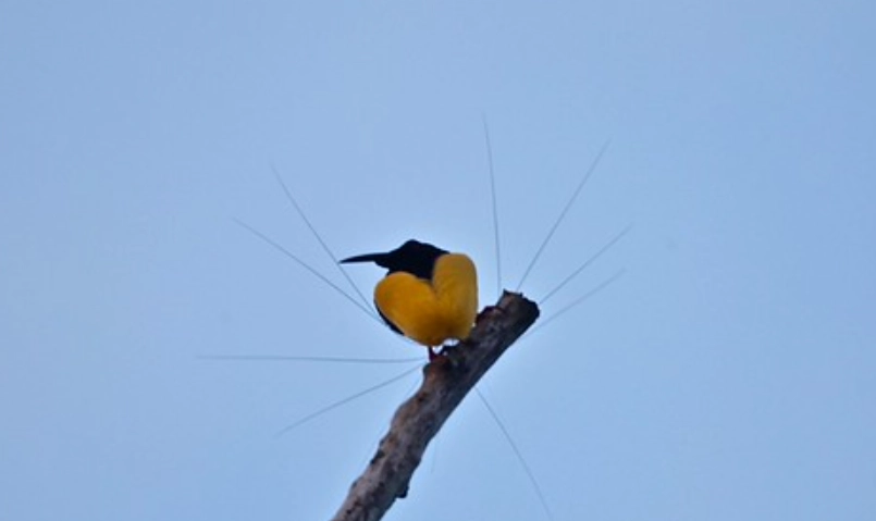 台灣觀鳥 台灣觀鳥
