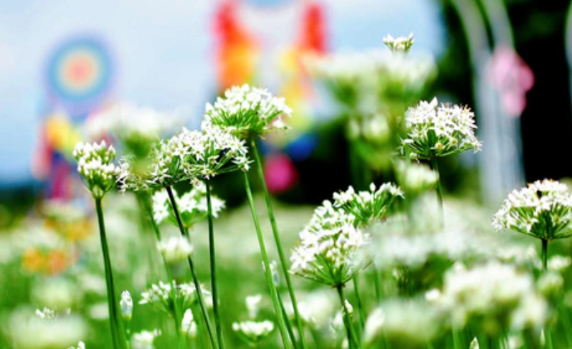 花季時間 花季時間