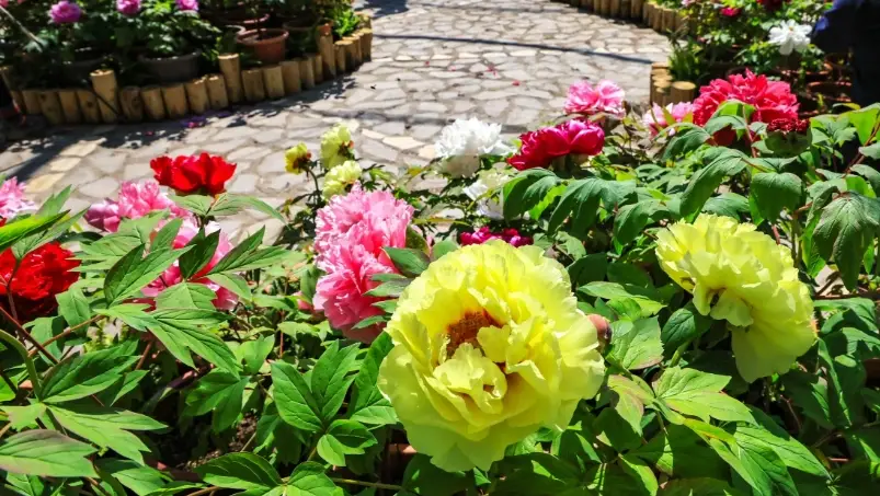 賞花行程 賞花行程