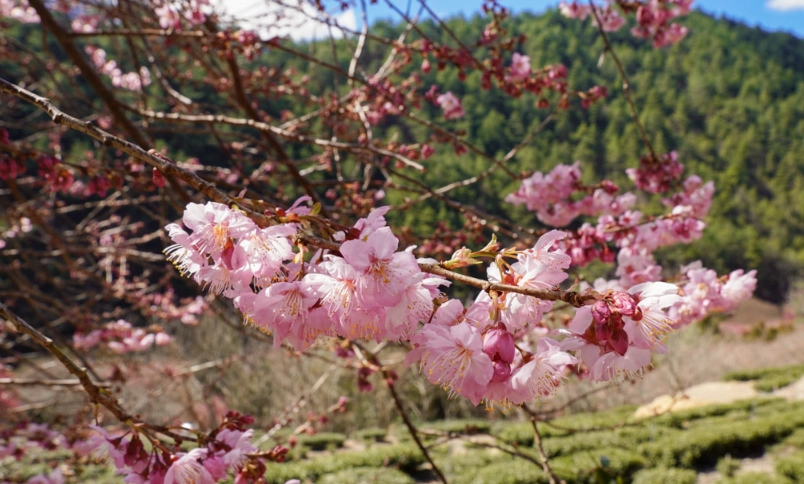 花海景點 花海景點