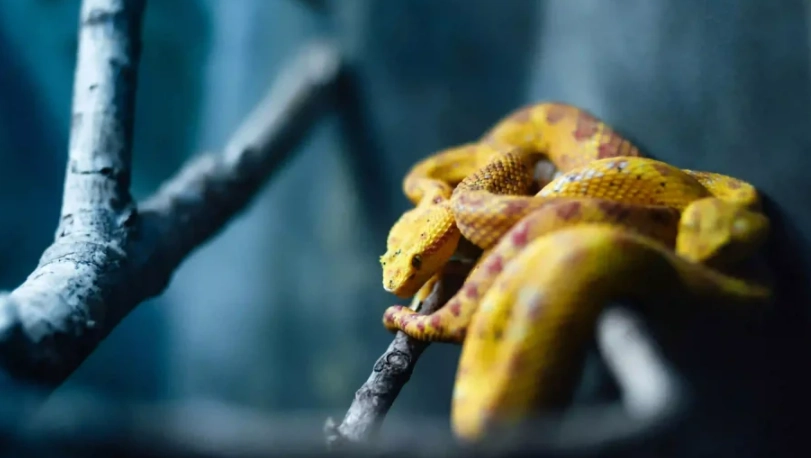 雙頭蛇夢境解析 雙頭蛇夢境解析