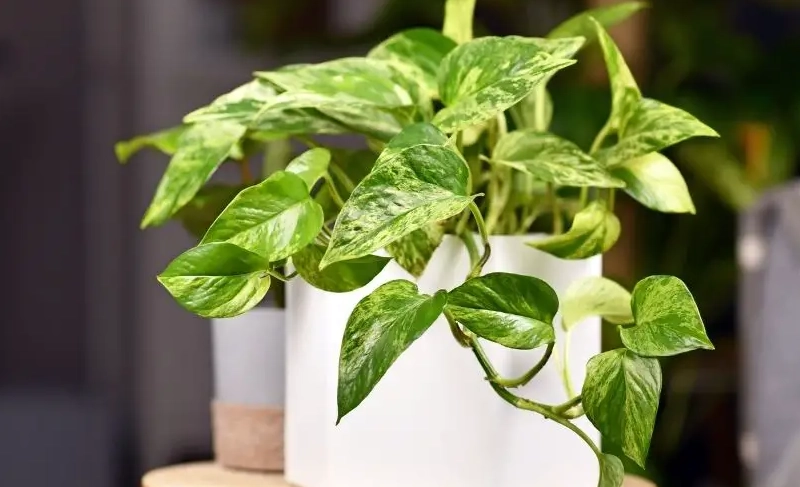 室內植物寵物安全