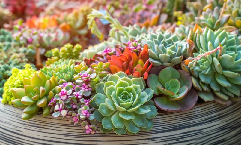 多肉植物推薦