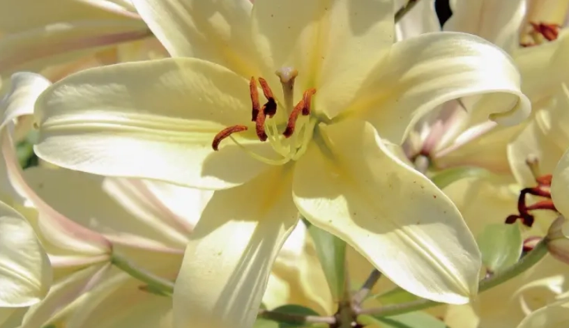 家中對貓有毒的植物