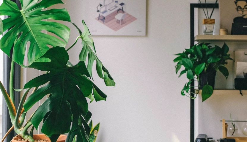 室外淨化空氣植物