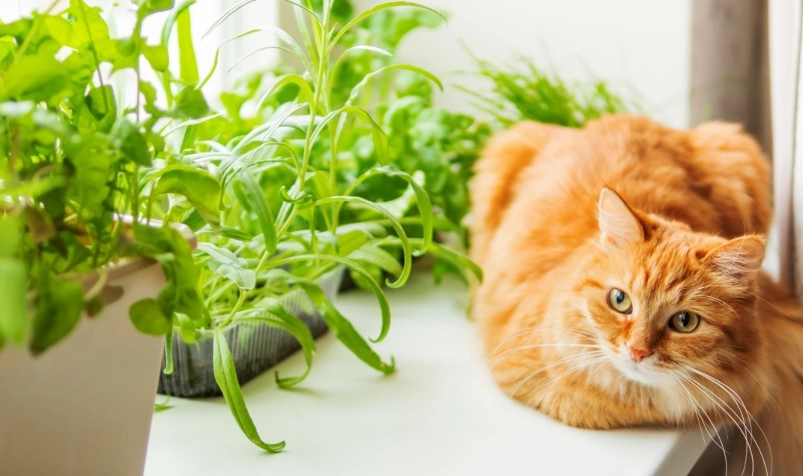 寵物植物中毒症狀