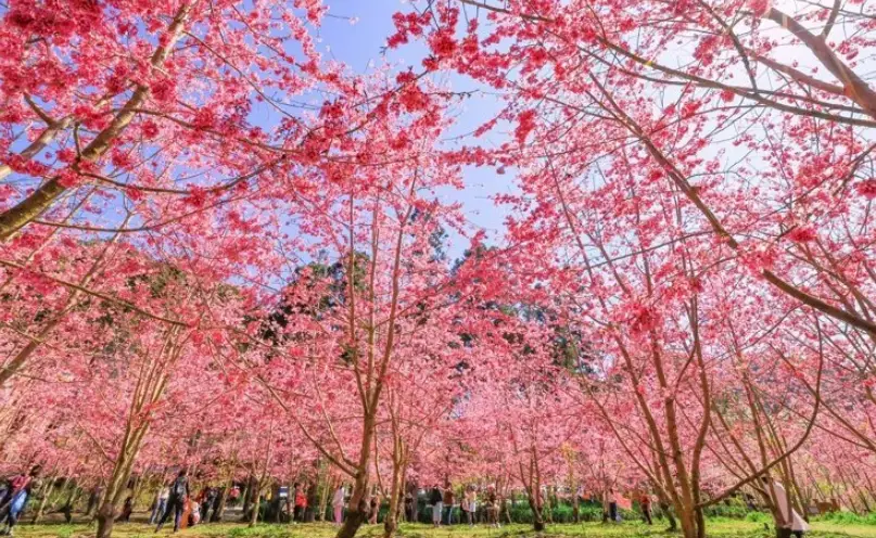 花海景點 花海景點