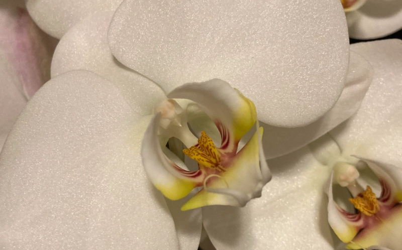 蘭花料理 蘭花料理