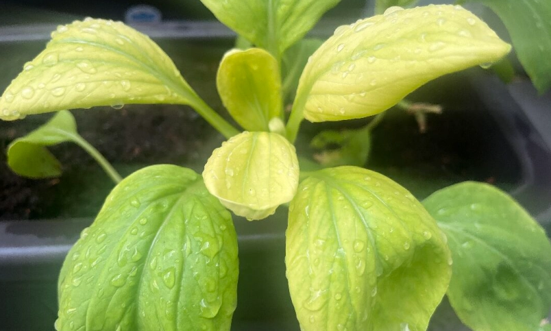 青江菜保存方法 青江菜保存方法