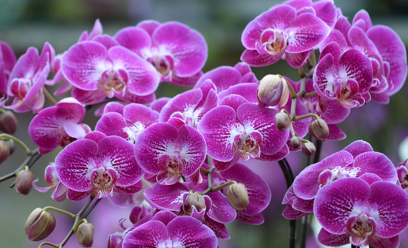 蘭花凋謝後處理 蘭花凋謝後處理