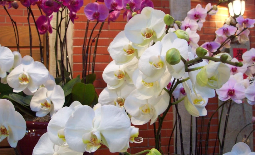 蝴蝶蘭花後照顧 蝴蝶蘭花後照顧