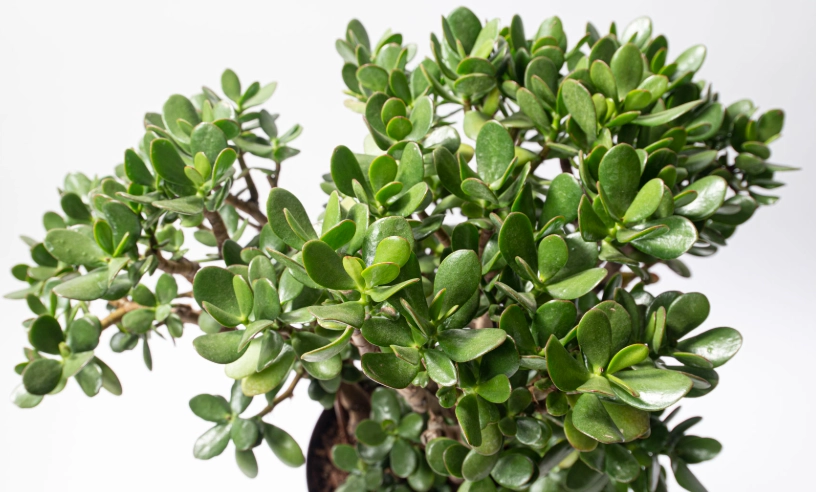 金錢樹發財樹種類