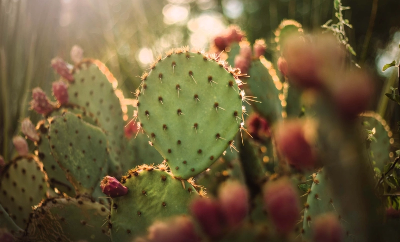 仙人掌籽油 護膚