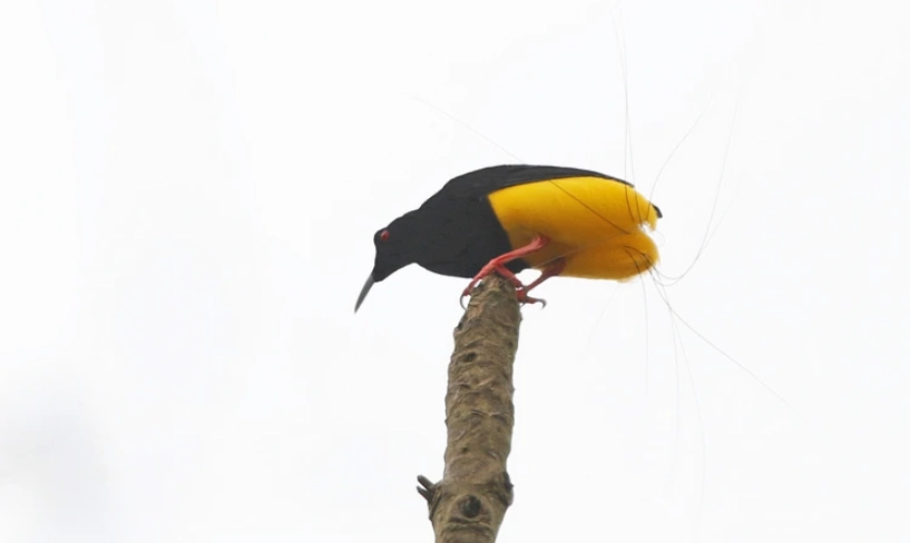極樂鳥生態 極樂鳥生態