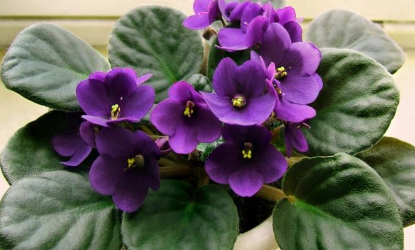 對貓狗有毒的植物