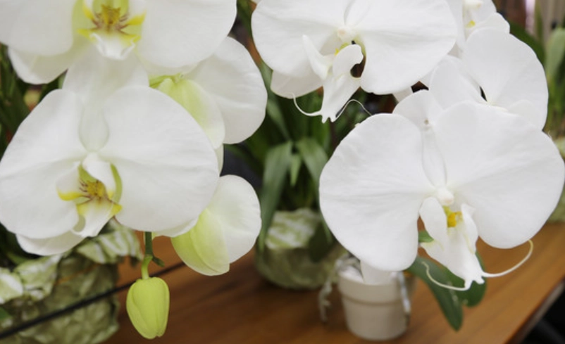 蘭花花瓣可以吃嗎