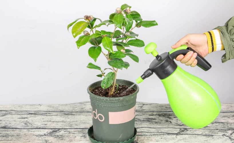 小蘇打澆花時機 小蘇打澆花時機