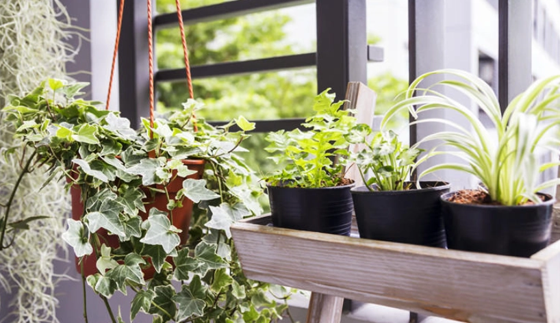 室外淨化空氣植物