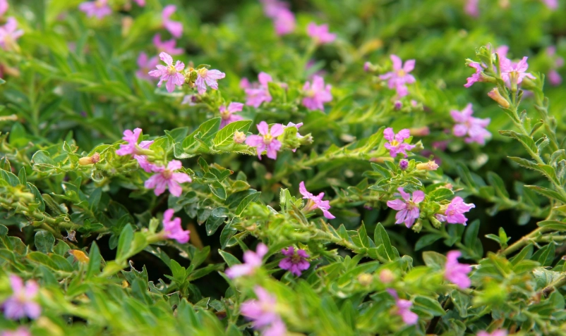 雪茄花枯萎原因