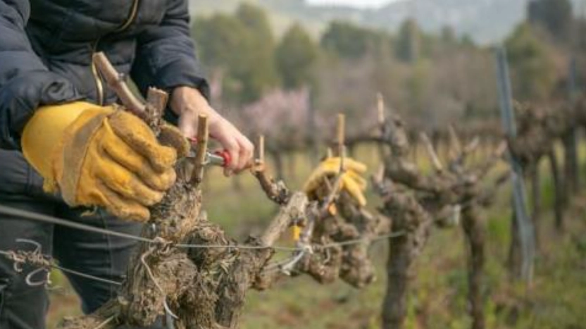 葡萄苗修剪方法