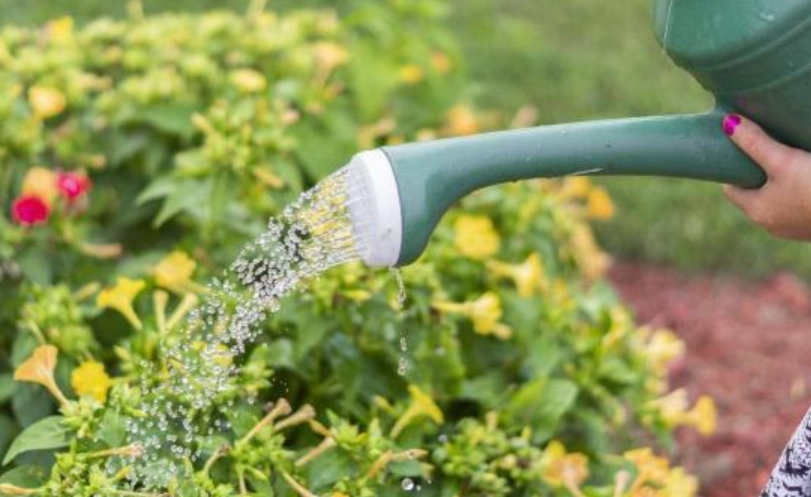 小蘇打澆花 小蘇打澆花