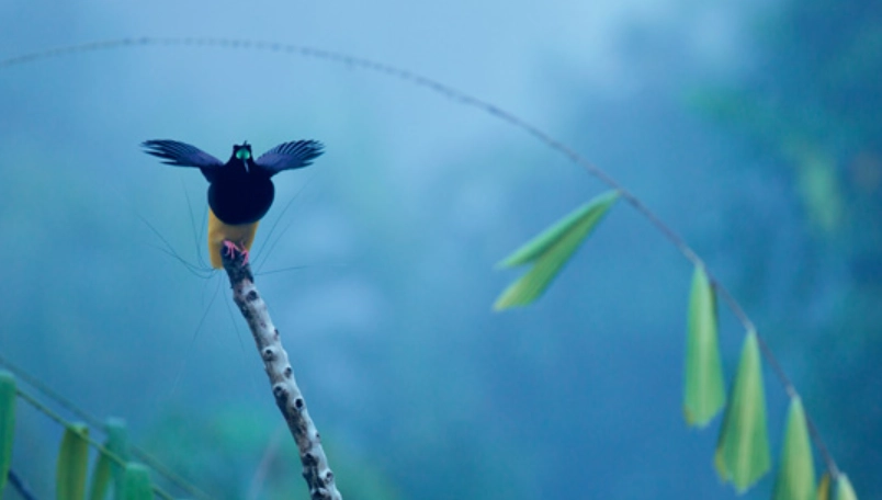 台灣觀鳥 台灣觀鳥