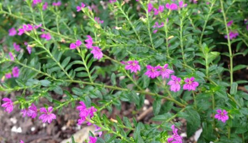 雪茄花病害防治
