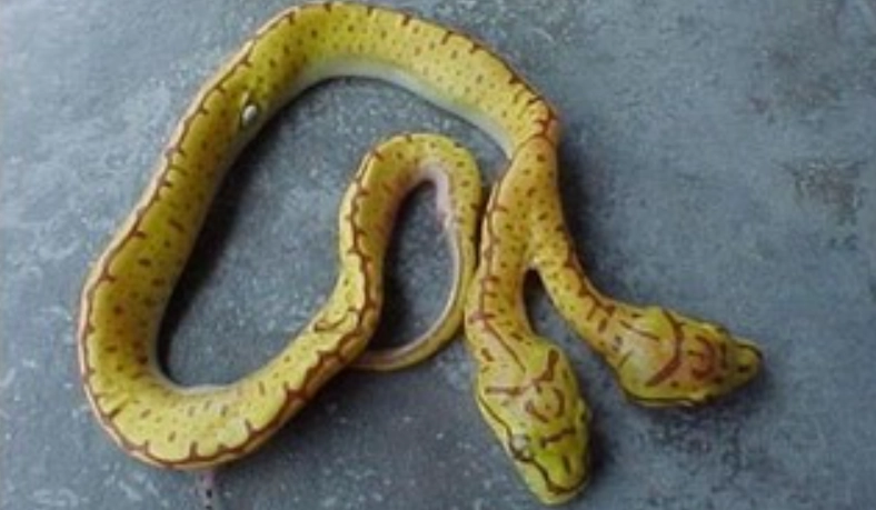 夢見蛇咬吉凶 夢見蛇咬吉凶