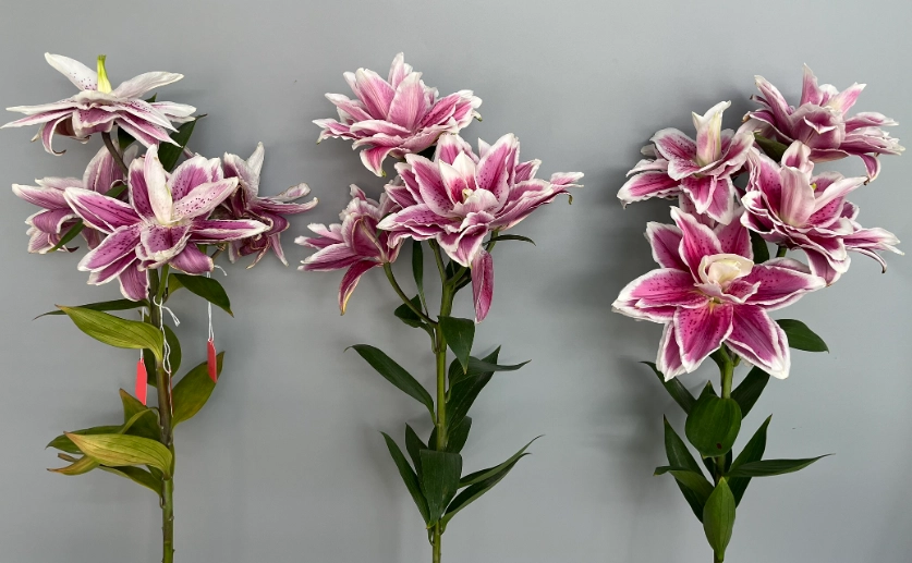 鮮花保鮮劑 推薦