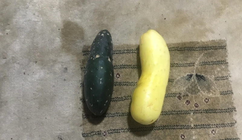 小黃瓜食用安全