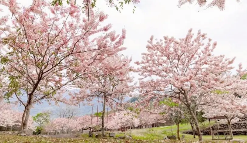 花季時間 花季時間