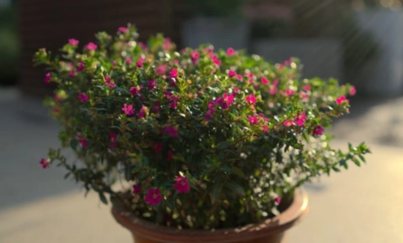 雪茄花枯萎急救