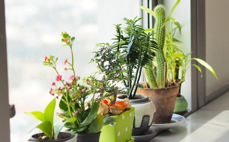 耐陰耐濕 室內植物 耐陰耐濕 室內植物