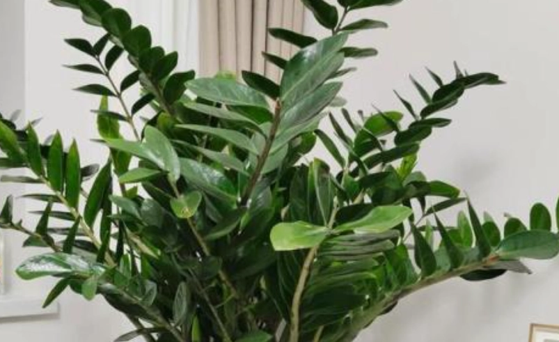 金錢樹種類 金錢樹種類