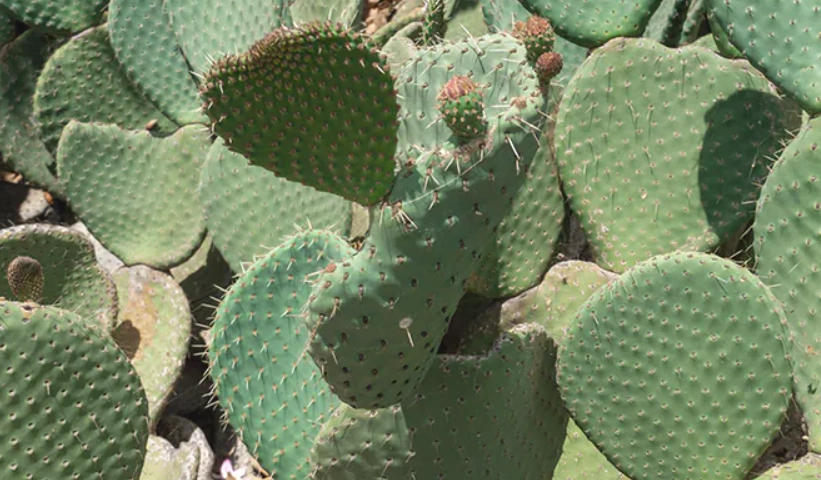 仙人掌萃取物 功效