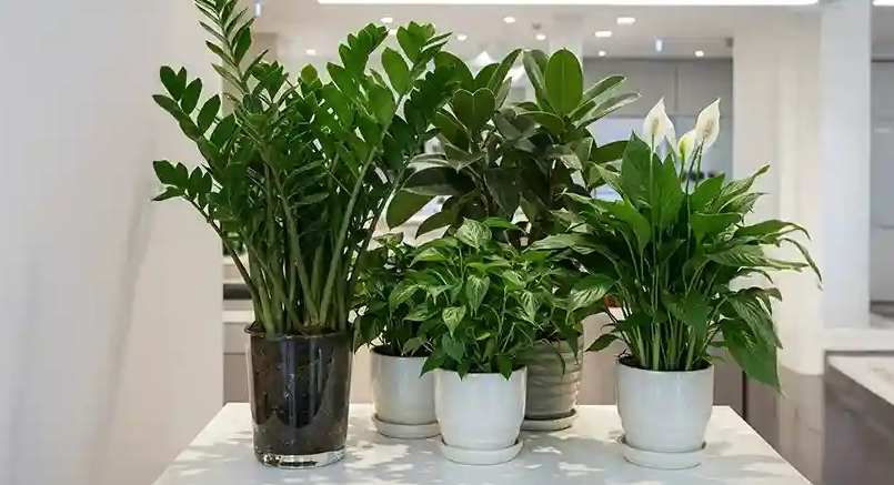 空氣淨化植物推薦