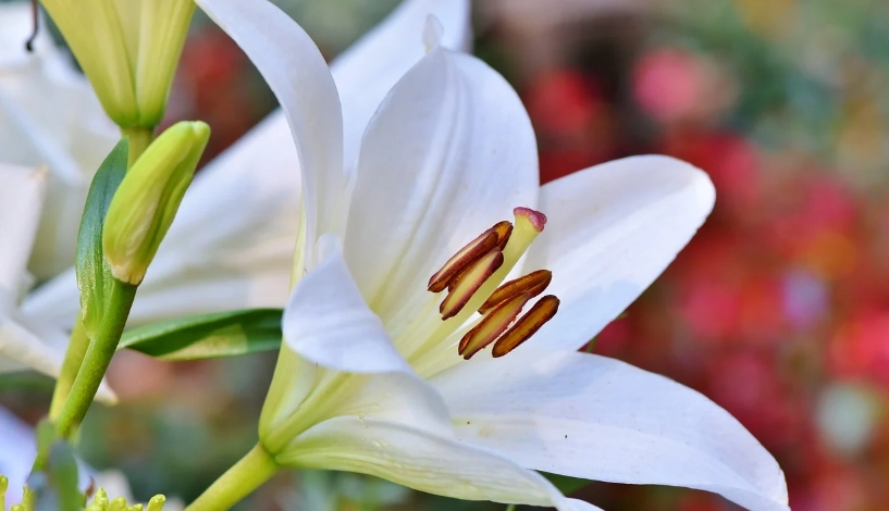 寵物植物中毒症狀