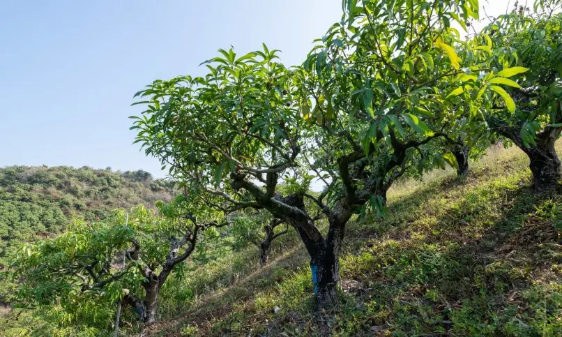 愛文芒果 種植技巧