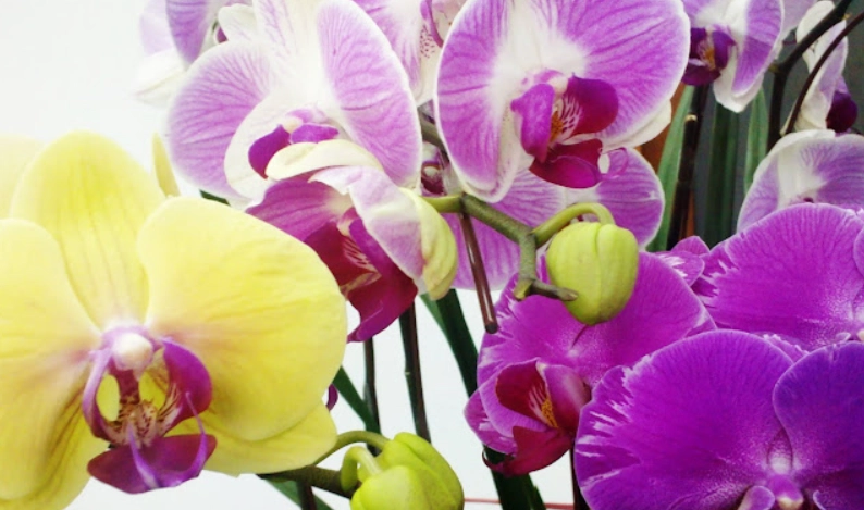 蘭花凋謝後處理 蘭花凋謝後處理