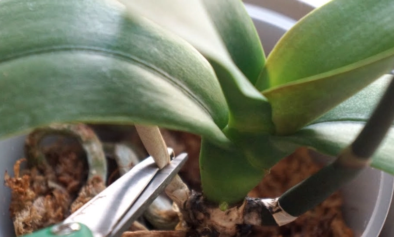 蘭花凋謝後處理 蘭花凋謝後處理